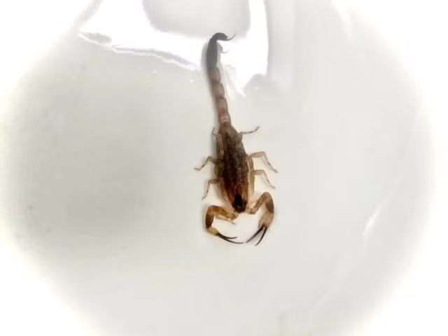 Con bọ cạp đốt nạn nhân. ẢNH: Đ.X