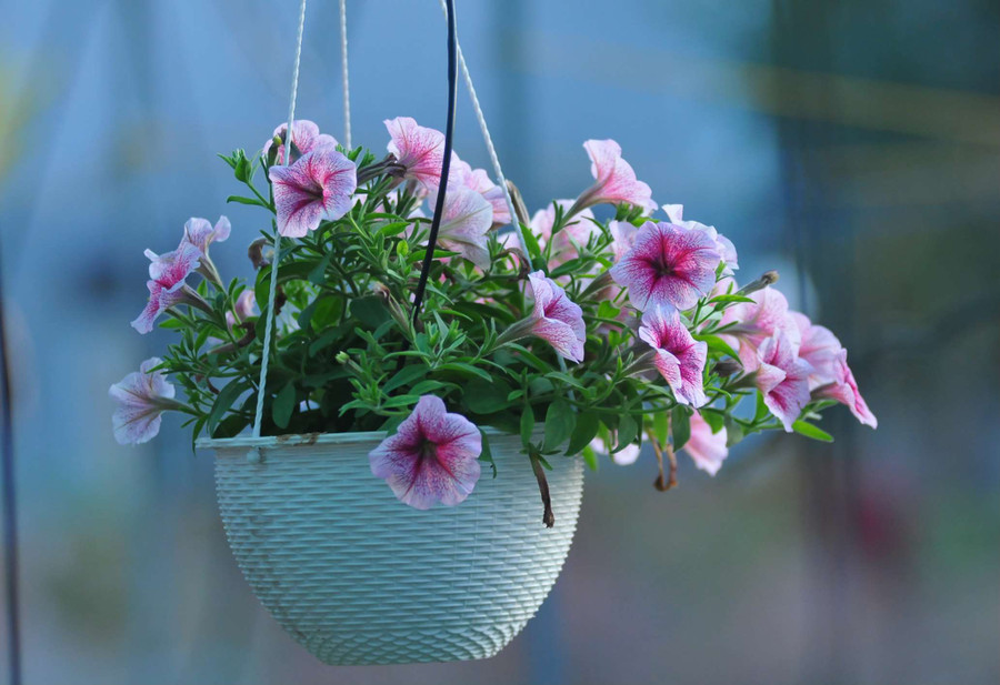 Năm nay, người trồng hoa vẫn lựa chọn trồng các loại hoa dễ tiêu thụ, giá phù hợp với điều kiện kinh tế của khách hàng Năm nay, người trồng hoa vẫn lựa chọn trồng các loại hoa dễ tiêu thụ, giá phù hợp với điều kiện kinh tế của khách hàng