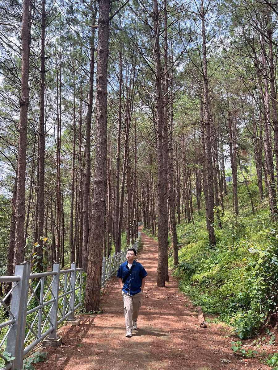 Khoảng thông xanh mát trong Khu du lịch sinh thái Biển Hồ, TP. Pleiku. Ảnh: Nguyên Võ