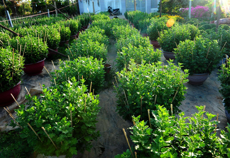 Cúc đại đoá đang trong thời điểm ra nụ Cúc đại đoá đang trong thời điểm ra nụ