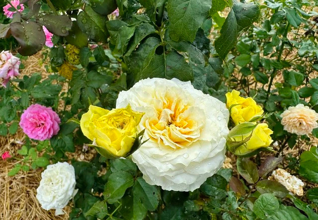 Mỗi ngày, anh Duy phải ra vườn ngắm nghía từng gốc hoa hồng để kịp thời xử lý nếu có bệnh hại. Ảnh: KIM NGỌC NGHIÊN Mỗi ngày, anh Duy phải ra vườn ngắm nghía từng gốc hoa hồng để kịp thời xử lý nếu có bệnh hại. Ảnh: KIM NGỌC NGHIÊN