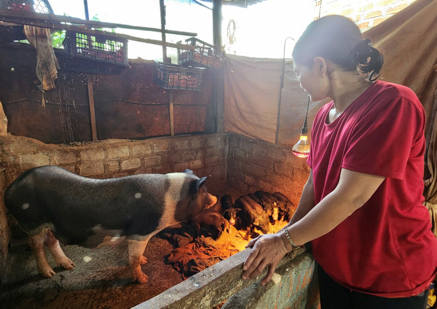 Nhờ được chăm sóc tốt mà đàn heo thịt của gia đình chị Tran (làng Adơk Kông, xã A Dơk, huyện Đak Đoa) lớn nhanh, không bệnh tật, mỗi lần xuất chuồng đều có lãi. Ảnh: Phạm Ngọc