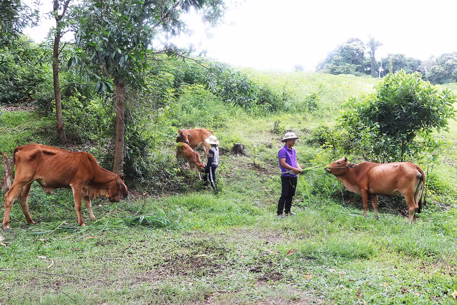 Gia đình anh Đinh Hrưp (làng Brang Đak Kliết, xã Ya Hội) chăm sóc đàn bò. Ảnh: N.M