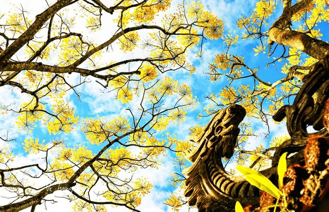 Hoa phượng vàng ở Bảo Lộc.