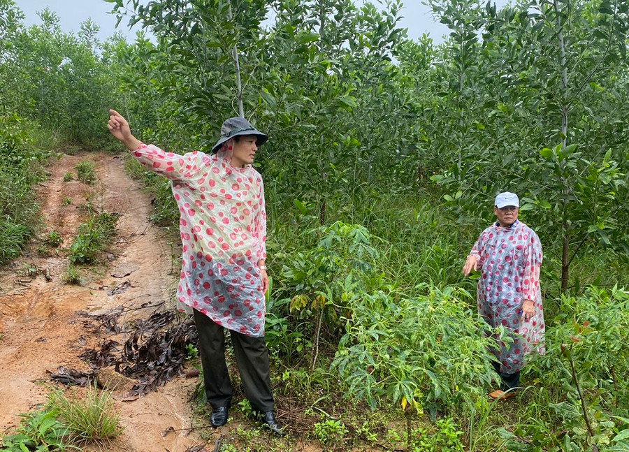 Rừng keo lai của người dân xã Ia Pếch đang phát triển tốt. Ảnh: L.N