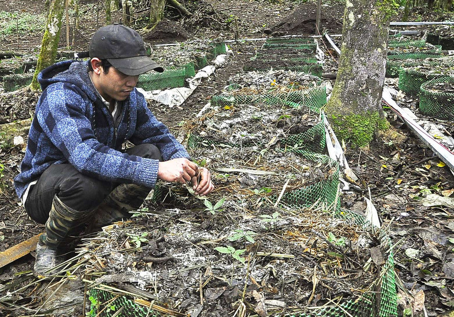 Người dân cần tăng cường bảo vệ vườn sâm. Ảnh: P.N Người dân cần tăng cường bảo vệ vườn sâm. Ảnh: P.N