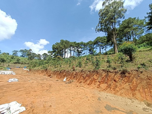 UBND tỉnh Lâm Đồng thống nhất chuyển đổi mục đích sử dụng rừng để làm đường và thực hiện trồng rừng thay thế. (Ảnh minh họa: TTXVN) UBND tỉnh Lâm Đồng thống nhất chuyển đổi mục đích sử dụng rừng để làm đường và thực hiện trồng rừng thay thế. (Ảnh minh họa: TTXVN)