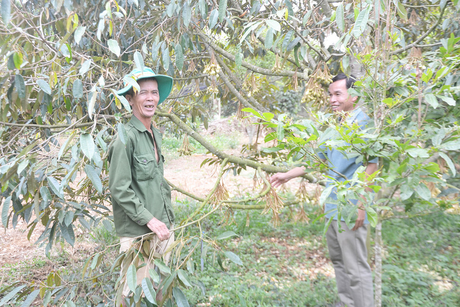 Ông Nguyễn Hồng Phong (bìa phải)-Chủ tịch Hội Nông dân xã Nghĩa Hòa, huyện Chư Păh trao đổi kỹ thuật chăm sóc cây sầu riêng với ông Nguyễn Thành Trung. Ảnh: H.C