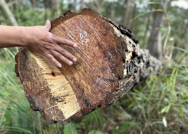 Chiều dài thân cây bị cưa hạ trung bình từ 13-20m, đường kính thân cây từ 13-45cm. (Ảnh: Nguyễn Dũng/TTXVN) Chiều dài thân cây bị cưa hạ trung bình từ 13-20m, đường kính thân cây từ 13-45cm. (Ảnh: Nguyễn Dũng/TTXVN)