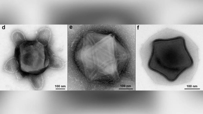Virus khổng lồ và kỳ quái được tìm thấy trong rừng - Ảnh: bioRxiv