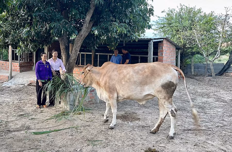 Tận dụng các nguồn vốn hỗ trợ, hội viên Cựu chiến binh xã Thành An phát triển kinh tế nông nghiệp tăng thu nhập, ổn định đời sống. Ảnh: Sơn Ca
