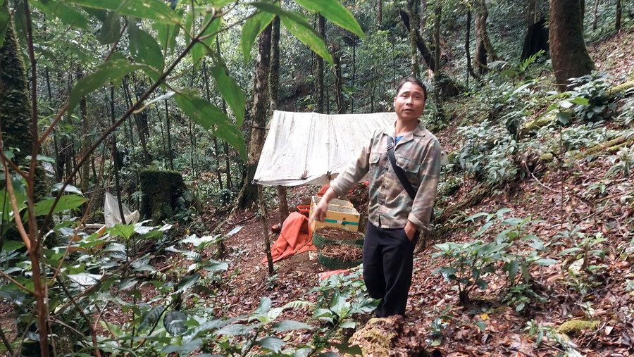 Khu vực trồng sâm của A Đốc bị kẻ gian nhổ trộm. Ảnh: PN Khu vực trồng sâm của A Đốc bị kẻ gian nhổ trộm. Ảnh: PN