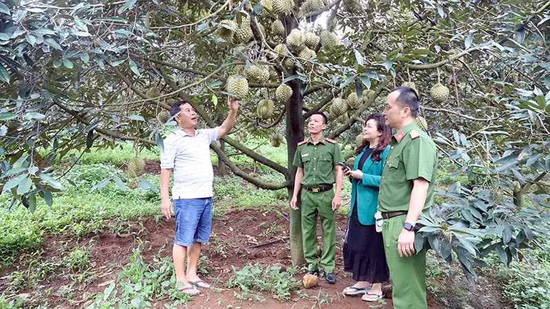 Công an huyện Krông Búk (tỉnh Đắk Lắk) xuống cơ sở, bảo đảm an ninh trật tự, giúp người dân yên tâm thu hoạch sầu riêng.