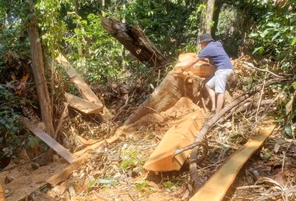 Rừng tại tiểu khu 256, xã Hồng Thủy (huyện A Lưới, tỉnh Thừa Thiên-Huế) bị “lâm tặc” tàn phá.