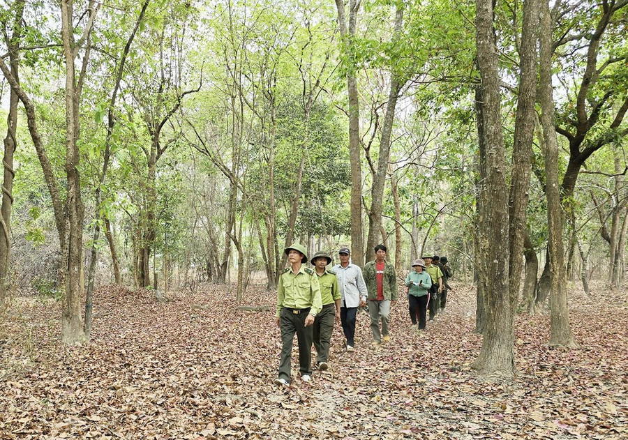 Lực lượng kiểm lâm Vườn quốc gia Yok Đôn cùng người dân tuần tra rừng. Ảnh: MAI CƯỜNG