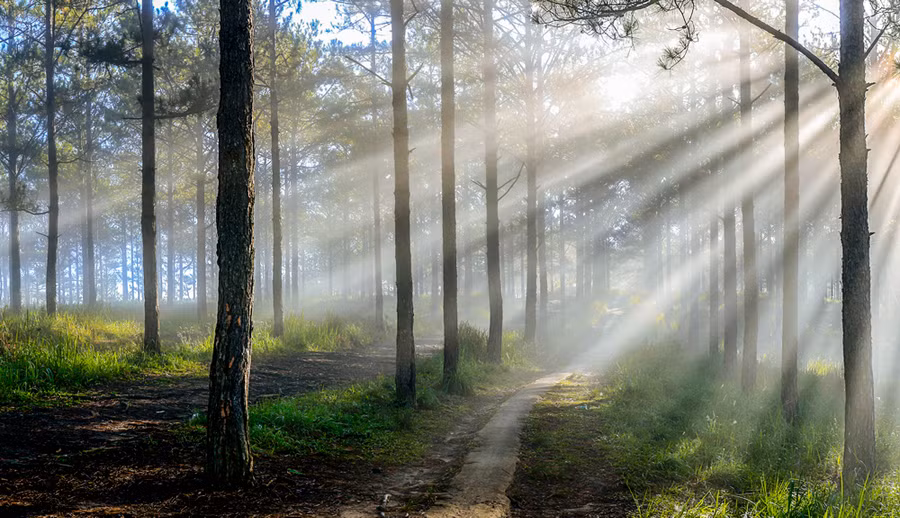 Nghiêng nghiêng rừng chiều