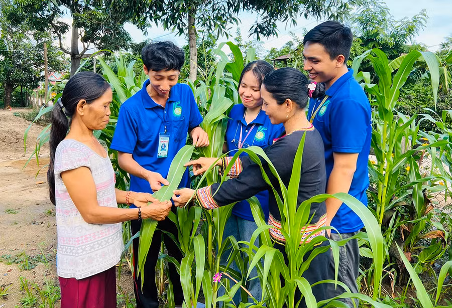 Sinh viên Trường Đại học Nông lâm TP. Hồ Chí Minh hướng dẫn người dân buôn Chư Knông (xã Ia Hiao, huyện Phú Thiện) kỹ thuật chăm sóc cây trồng. Ảnh: P.L
