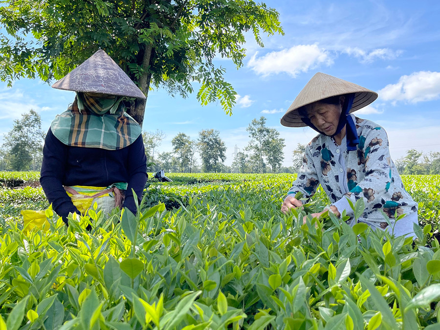 Gia đình bà Nguyễn Thị Mai (thôn 4, xã Nghĩa Hưng, huyện Chư Păh) đã 4 đời gắn bó với đồng chè Biển Hồ. Ảnh: V.T Gia đình bà Nguyễn Thị Mai (thôn 4, xã Nghĩa Hưng, huyện Chư Păh) đã 4 đời gắn bó với đồng chè Biển Hồ. Ảnh: V.T