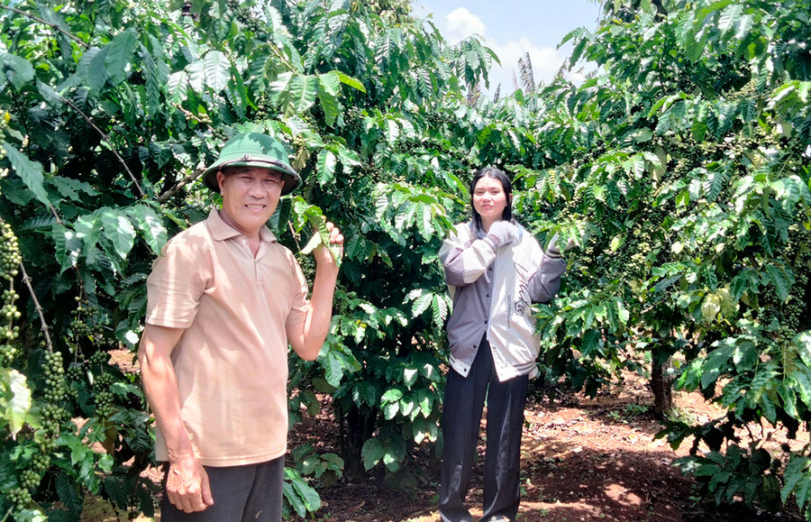 Ông Nguyễn Văn Đảo-Bí thư Chi bộ kiêm Trưởng thôn Hưng Tiến (xã Ia Phìn, huyện Chư Prông) thăm vườn cà phê của gia đình. Ảnh: H.C