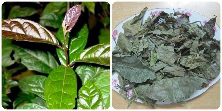 Xạ đen là loại thảo dược tốt cho sức khỏe Xạ đen là loại thảo dược tốt cho sức khỏe