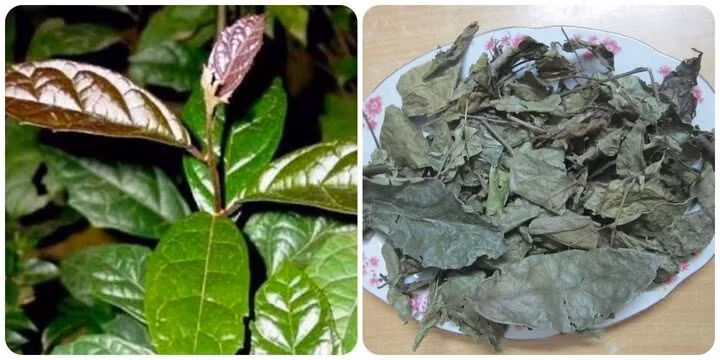 Xạ đen là loại thảo dược tốt cho sức khỏe