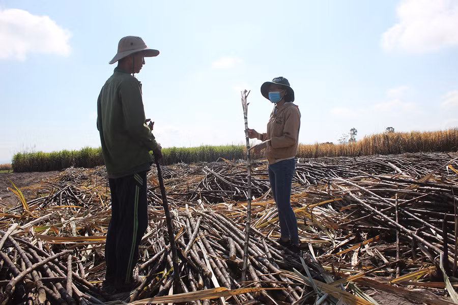 Ruộng mía tại xã Ia Piar( huyện Phú Thiện) bị cháy chưa rõ nguyên nhân. Ảnh: Nguyễn Diệp