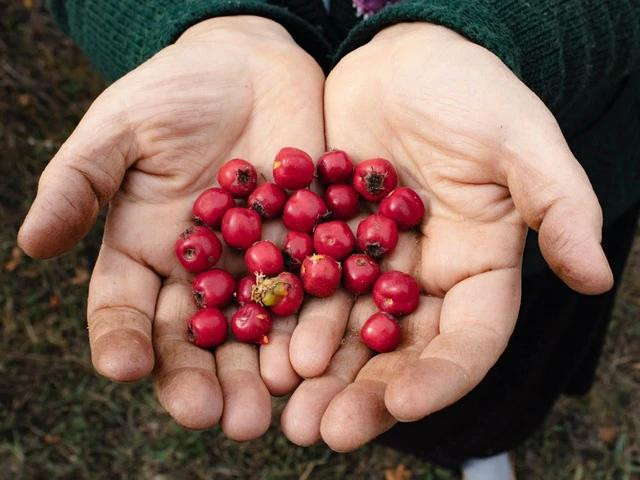 Trái nam việt quất có màu hồng sẫm rất giàu chất proanthocyanidin, có tác dụng ngăn vi khuẩn bám vào thành đường tiết niệu. Ảnh: PEXELS Trái nam việt quất có màu hồng sẫm rất giàu chất proanthocyanidin, có tác dụng ngăn vi khuẩn bám vào thành đường tiết niệu. Ảnh: PEXELS