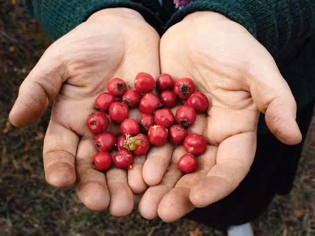 Trái nam việt quất có màu hồng sẫm rất giàu chất proanthocyanidin, có tác dụng ngăn vi khuẩn bám vào thành đường tiết niệu. Ảnh: PEXELS