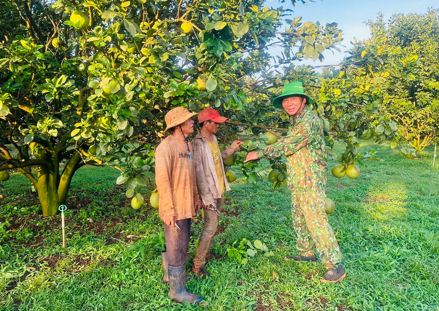 Ông Nguyễn Ngọc Tuyến (bìa phải; xã Ia Krai, huyện Ia Grai) chia sẻ kinh nghiệm chăm sóc cây bưởi da xanh cho người dân. Ảnh: M.N Ông Nguyễn Ngọc Tuyến (bìa phải; xã Ia Krai, huyện Ia Grai) chia sẻ kinh nghiệm chăm sóc cây bưởi da xanh cho người dân. Ảnh: M.N