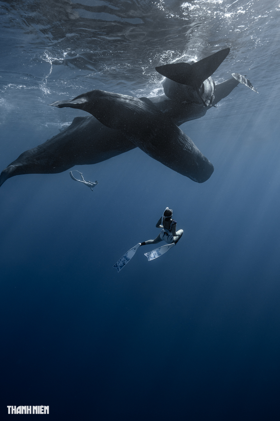 Thức ăn của cá nhà táng bao gồm bạch tuộc, mực, kể cả mực khổng lồ và nhiều loài cá như các loài cá đuối sống ở đáy nước. Ảnh: Nguyễn Ngọc Thiện Thức ăn của cá nhà táng bao gồm bạch tuộc, mực, kể cả mực khổng lồ và nhiều loài cá như các loài cá đuối sống ở đáy nước. Ảnh: Nguyễn Ngọc Thiện