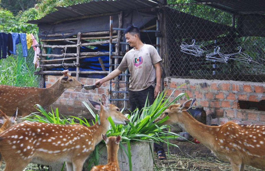 Anh Quách Văn Hà đang chăm sóc đàn hươu của gia đình. Ảnh: Y.Đ