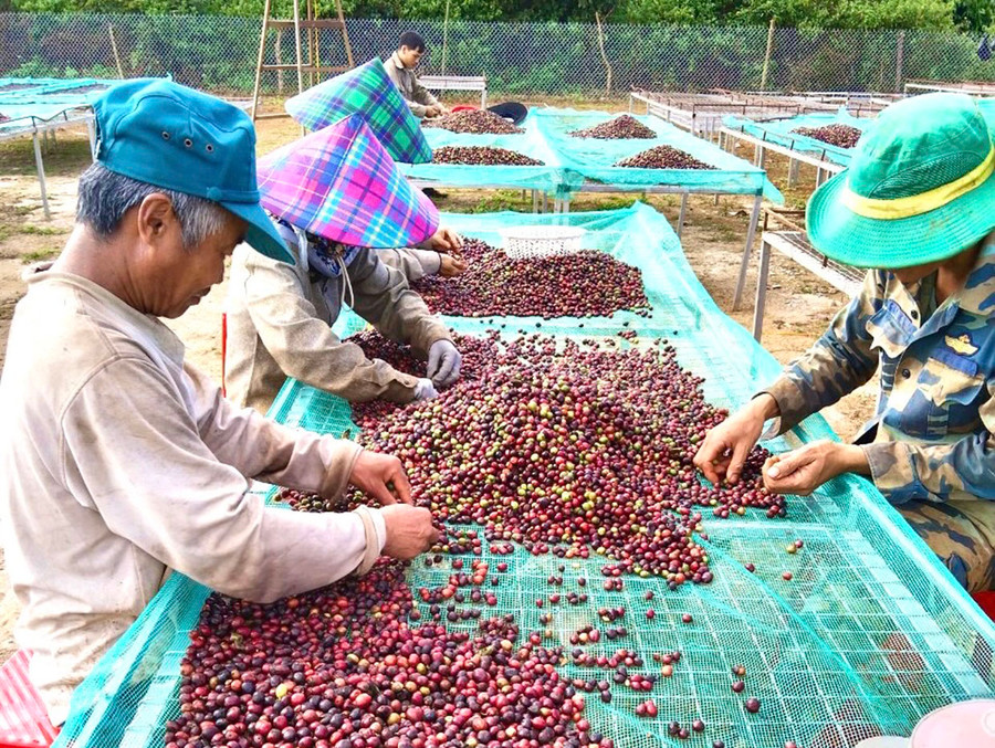 Hợp tác xã Nông nghiệp Cao Nguyên (xã Ia Bă) thuê nhân công lựa chọn những quả cà phê chín đạt chuẩn theo quy định cung ứng cho doanh nghiệp liên kết tiêu thụ. Ảnh: Minh Phương