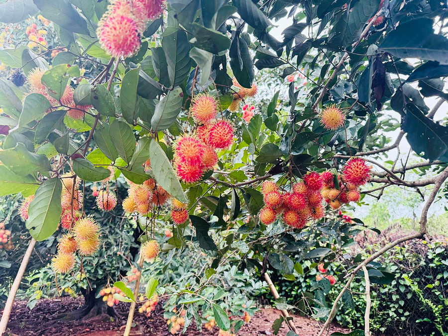 Mùa chôm chín trên đất Ia Tô. Ảnh: N.T.D Mùa chôm chín trên đất Ia Tô. Ảnh: N.T.D