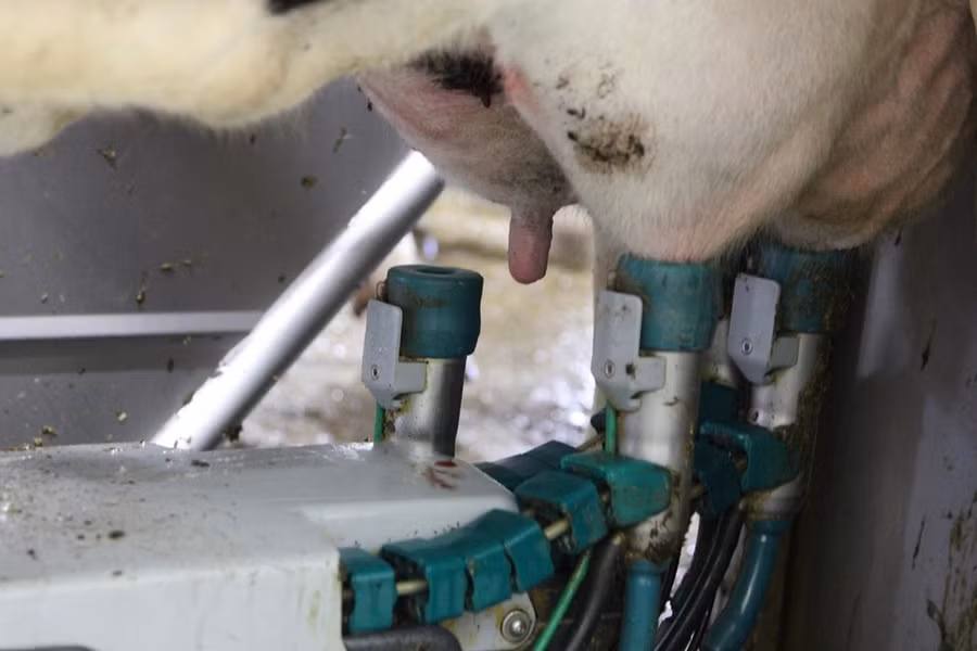 Thiết bị tự động vắt sữa bò ở trang trại Honbu Farm, Nhật Bản. (Ảnh: Đào Thanh Tùng/TTXXVN)