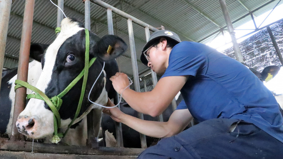 Người dân tích cực chữa trị cho đàn bò bị bệnh Người dân tích cực chữa trị cho đàn bò bị bệnh