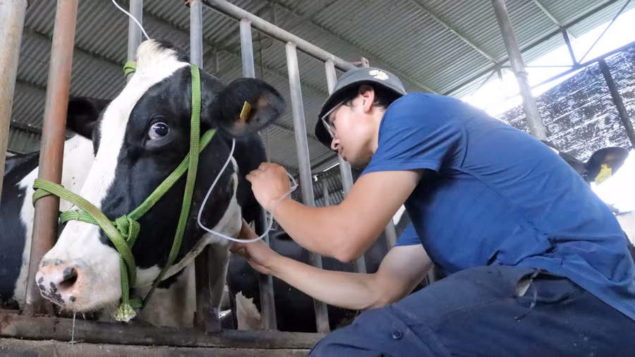 Người dân tích cực chữa trị cho đàn bò bị bệnh