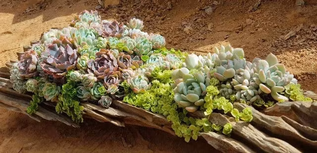 Những tiểu cảnh sen đá tuyệt đẹp của Nhật. Ảnh: MINH NHẬT