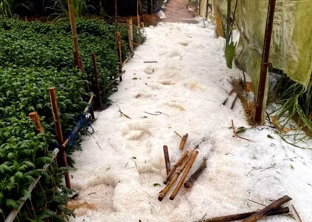 Hình ảnh mưa đá được một nông dân ở huyện Lạc Dương ghi lại vào chiều 31-3.