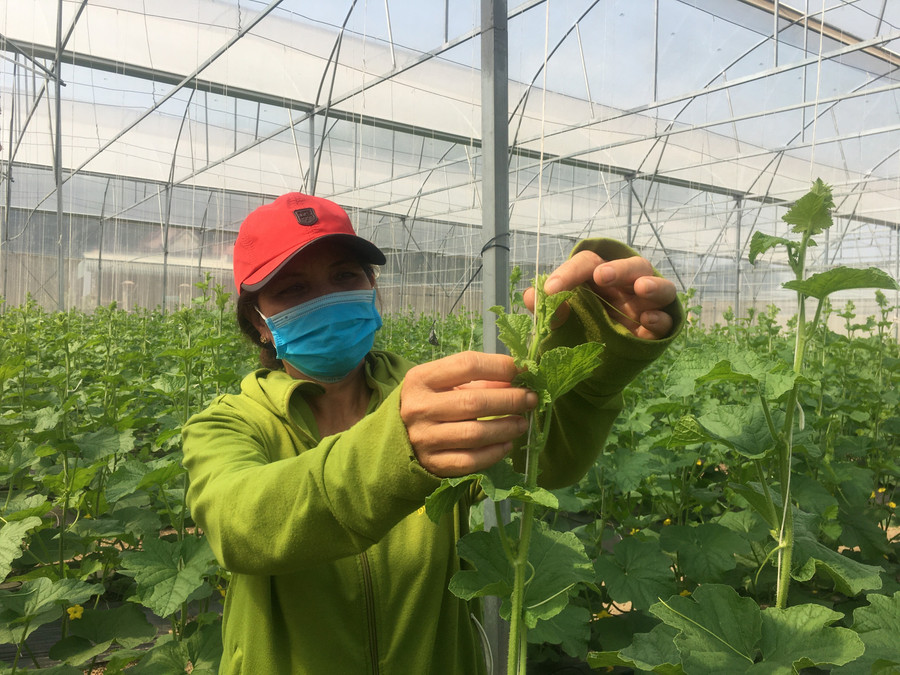 Bộ Nông nghiệp và PTNT thực hiện thuê doanh nghiệp thẩm định giá với giống cây trồng bắt buộc chuyển giao (ảnh minh họa)