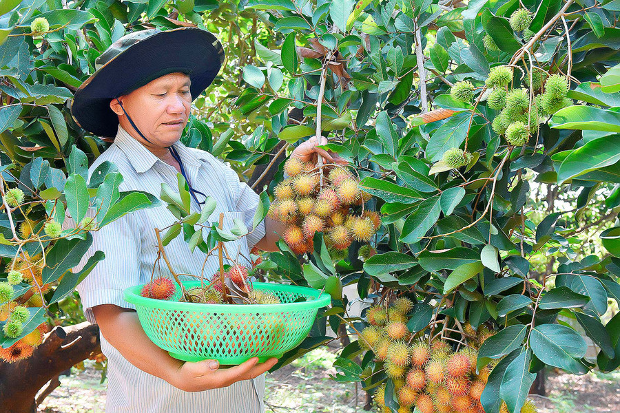 Sản phẩm chôm chôm Ia Grai đã được Cục Sở hữu trí tuệ cấp nhãn hiệu chứng nhận. Ảnh: Đức Thụy Sản phẩm chôm chôm Ia Grai đã được Cục Sở hữu trí tuệ cấp nhãn hiệu chứng nhận. Ảnh: Đức Thụy