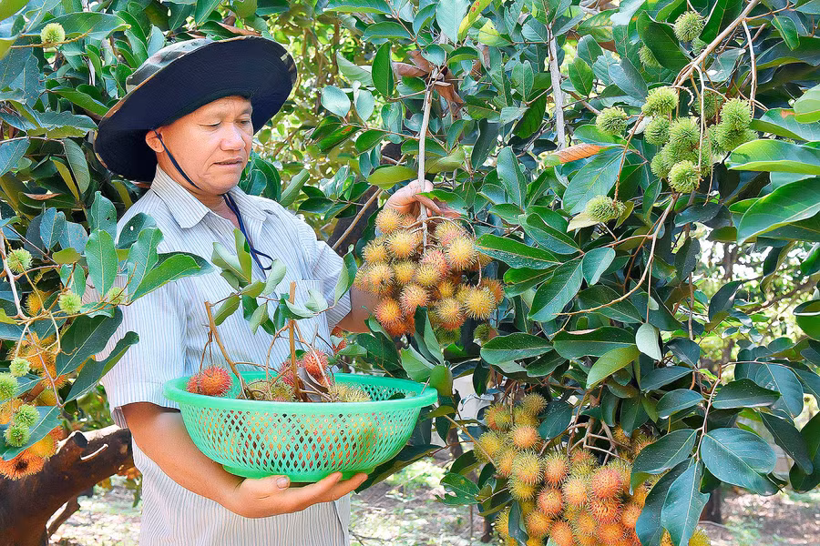 Sản phẩm chôm chôm Ia Grai đã được Cục Sở hữu trí tuệ cấp nhãn hiệu chứng nhận. Ảnh: Đức Thụy