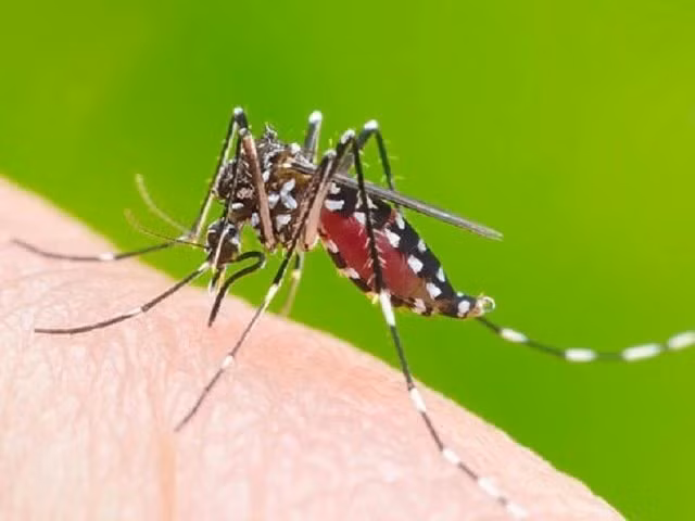 Mùi hương khác nhau từ cơ thể thu hút muỗi ở các mức độ khác nhau. ẢNH: SHUTTERSTOCK