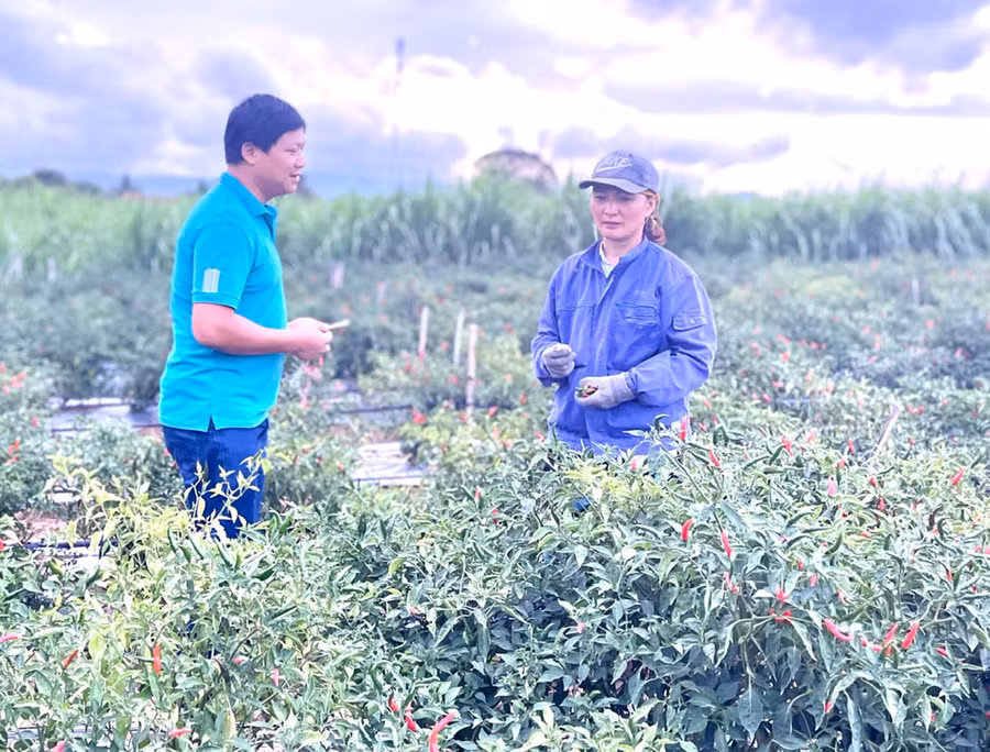 Nhiều hộ dân trên địa bàn xã Đak Hlơ (huyện Kbang) chuyển đổi cây trồng mang lại hiệu quả kinh tế cao. Ảnh: Minh Nguyễn