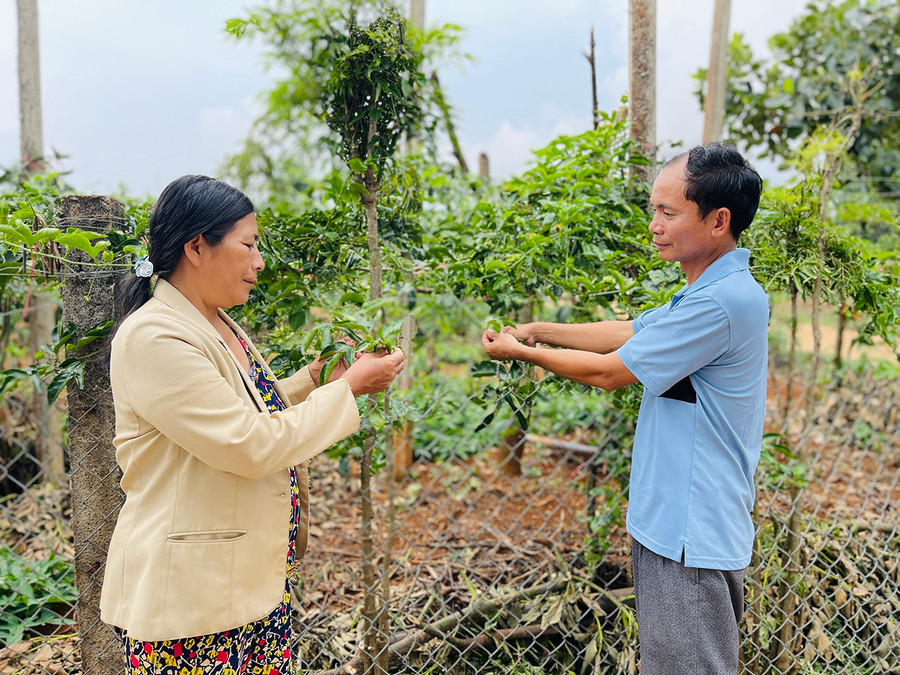 Ông Nguyễn Văn Lành hướng dẫn người dân thôn 4 áp dụng khoa học kỹ thuật vào sản xuất. Ảnh: M.K