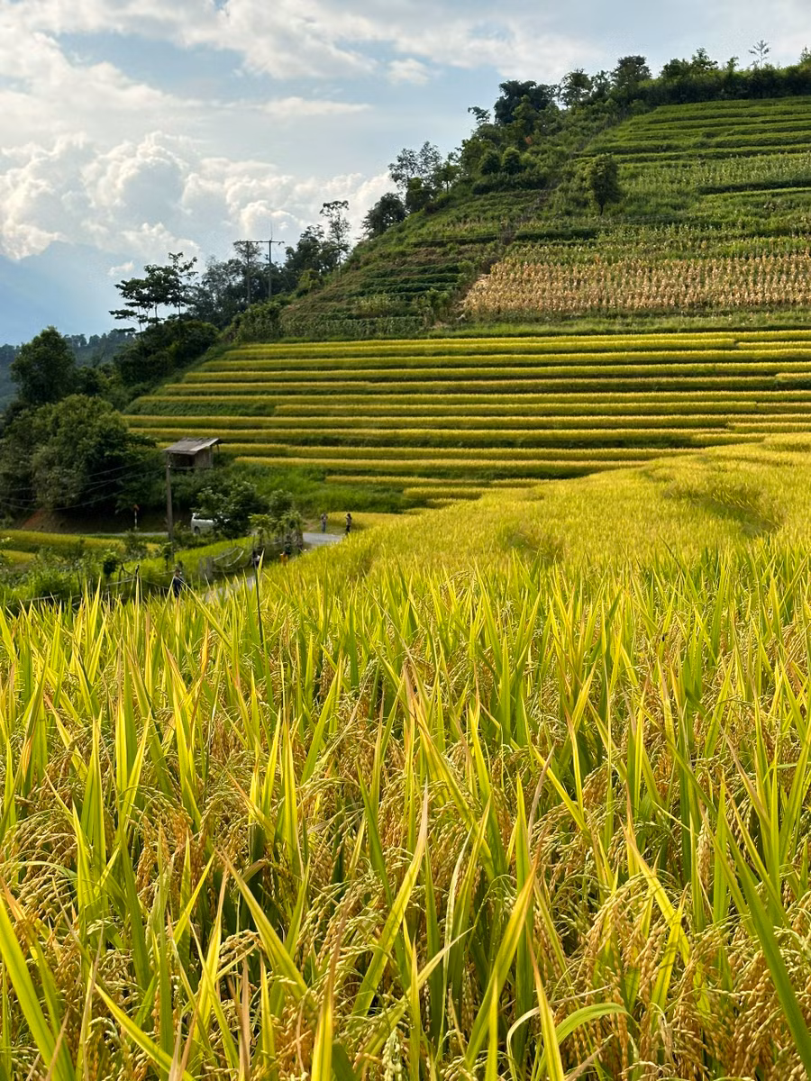 Những bông lúa trĩu hạt, chín vàng.