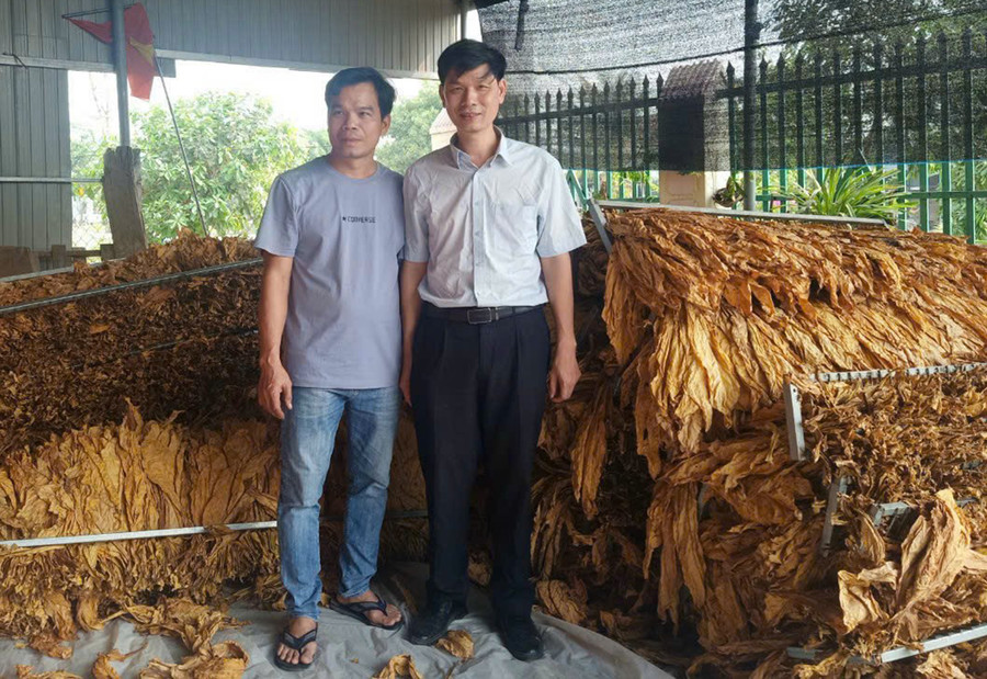 Ông Huỳnh Ngọc Thuận (bìa phải) và ông Trần Ngọc Hòa kiểm tra chất lượng thuốc lá sau khi sấy của người dân. Ảnh: Phan Lài