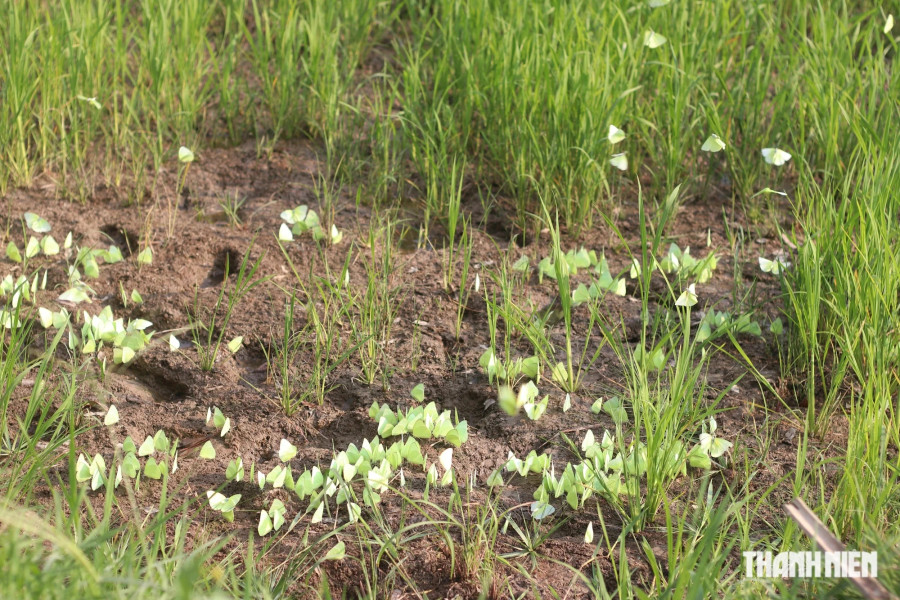 Nếu bắt gặp cảnh hàng ngàn con bướm đang đậu, các bạn trẻ sẽ không khỏi thích thú. Ảnh: XUÂN LÂM