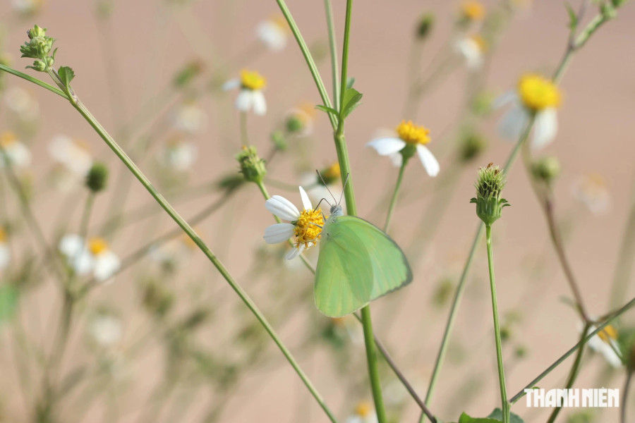 Chẳng bao lâu nữa, bướm sẽ &quot;hóa thân&quot; thành sâu. Ảnh: XUÂN LÂM