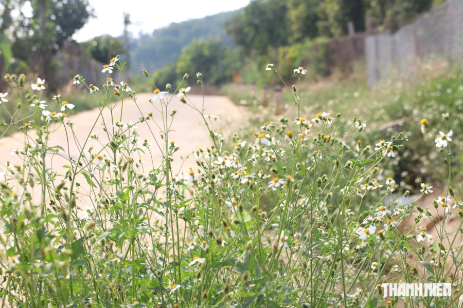 Những bụi hoa xuyến chi ven đường lúc nào cũng có sự hiện diện của bướm. Ảnh: XUÂN LÂM