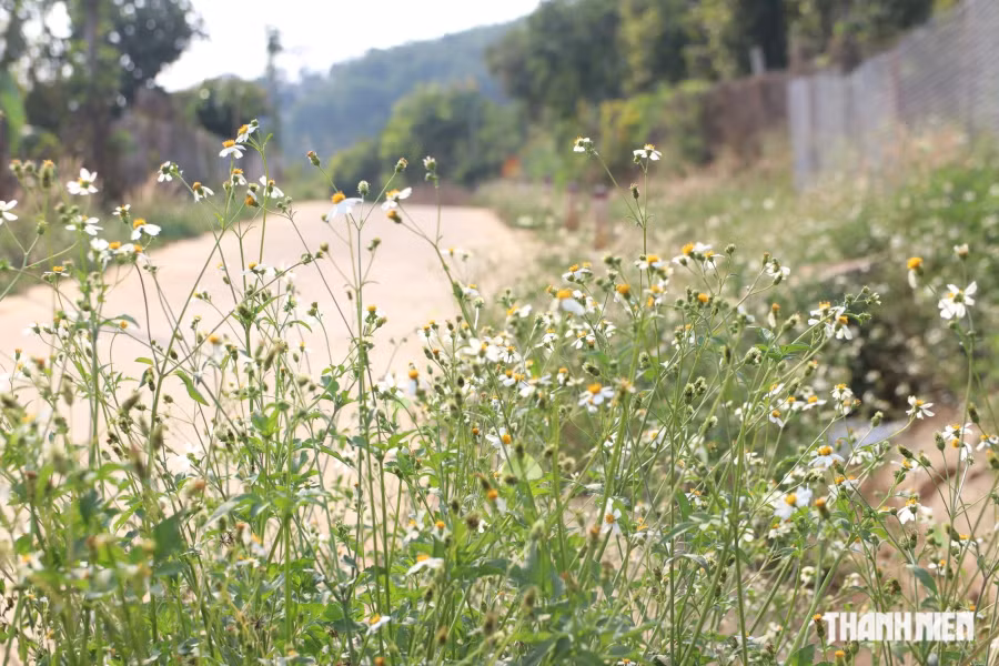 Những bụi hoa xuyến chi ven đường lúc nào cũng có sự hiện diện của bướm. Ảnh: XUÂN LÂM